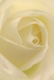 The image draws you into the intimate heart of a cream-white rose-each petal softly unfurling, coaxed open by diffused sunlight akin to that which dances through the parks of New Eltham. Gentle shadows nestle between the spiraling layers, giving the bloom depth and quiet elegance. The effect is soothing, reminiscent of fresh beginnings, thoughtful gestures, and peaceful mornings spent along Avery Hill or near the gentle hum of New Eltham rail station. This flower seems tailor-made for sacred and significant moments: sympathy arrangements to honour a well-lived life, a silent expression of admiration, or a subtle celebration of love and gratitude. You can almost catch the faint, sweet aroma weaving through the air-a comforting signature of the devoted florists who handcraft every arrangement. Every detail of this rose conveys more than words alone; it tells a story of warmth and artistry that's shared with the New Eltham community, brightening homes and hearts across SE9.